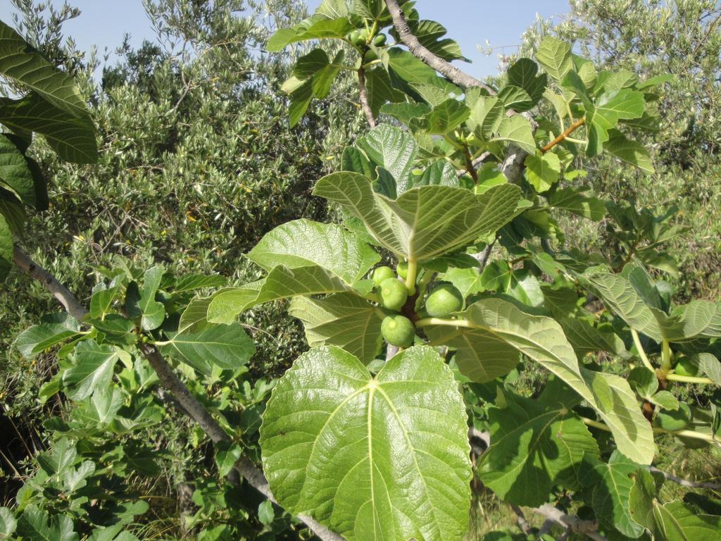 Il Poggio Del Cilento Country House Agropoli Luaran gambar